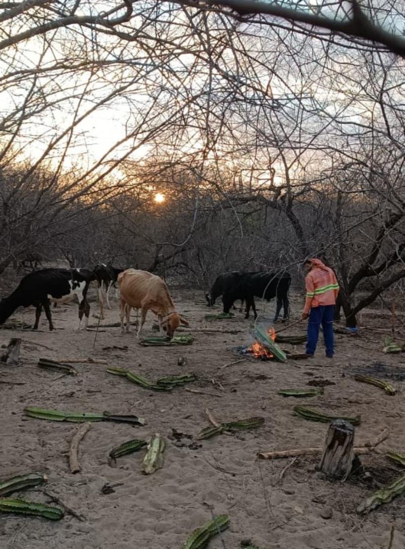 Crônica | Mandacaru sapecado (Por Francisco de Assis Sousa)